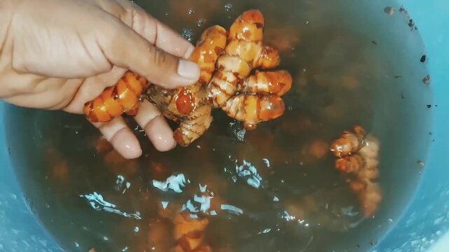 Comprehensive cleaning process showcasing fresh turmeric rhizome preparation techniques essential