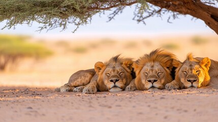 lion Pride Lion pride resting in the shade of an acacia tree, cubs playing around adults, savanna setting