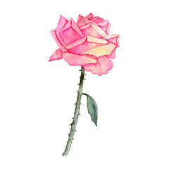 watercolor drawing flower of pink rose isolated at white background, floral element, hand drawn botanical illustration