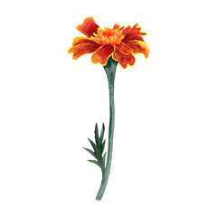 watercolor drawing flower of marigold isolated at white background, floral element, hand drawn botanical illustration
