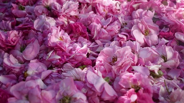 Dry Rose Petals in the Cosmetic Industry