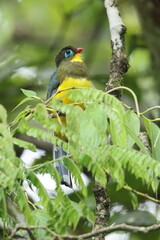Sumatran trogon (Apalharpactes mackloti) is a species of bird in the family Trogonidae. 