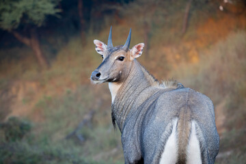 Portrait of a Nilgai or Blue bell spotted in a jungle safari