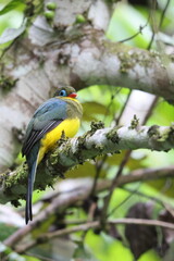 Fototapeta premium Sumatran trogon (Apalharpactes mackloti) is a species of bird in the family Trogonidae. 