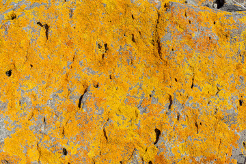 A close-up view of orange and brown lichen on a grey rock