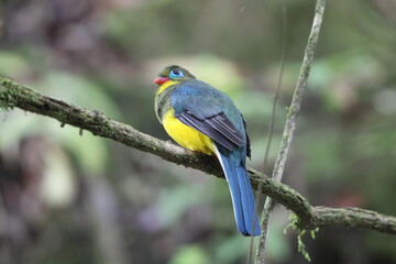 Sumatran trogon (Apalharpactes mackloti) is a species of bird in the family Trogonidae. 