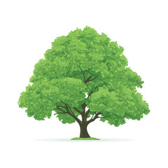 Simple flat 2D vector graphic of Zelkova Tree, modern icon look, displayed on a pure white background.