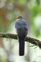 Sumatran trogon (Apalharpactes mackloti) is a species of bird in the family Trogonidae. 