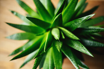 Haworthia Aloe Flow plant succulent in pot.
