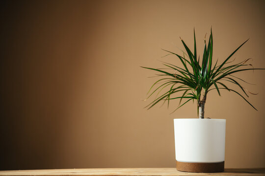  Dracaena marginata houseplant in pot.