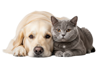 A young golden retriever dog and a mature blue british shorthair cat nestled closely on a high-key transparent studio background, concept of gentle animal friendship