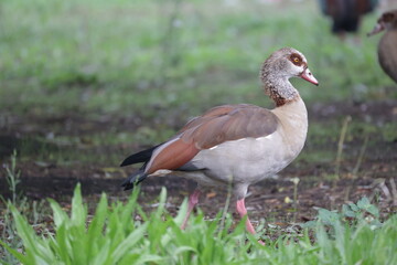 Egyptian goose walking on green grassy terrain