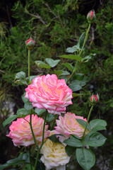  A large rose flower changing color in a gradation from pink to lemon yellow (telephoto zoom macro shot) / ピンク色からレモンイエローへとグラデーションに変色していく大輪のバラの花(望遠ズーム・マクロ撮り)