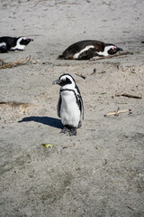 Fototapeta premium Cute penguin standing on a sunny African beach