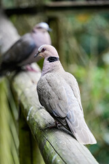 High-quality photograph of a bird in its natural environment. Perfect for nature, wildlife, and ornithology projects. Ideal for educational, editorial, and creative uses.