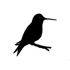 Hummingbird silhouette vector illustration