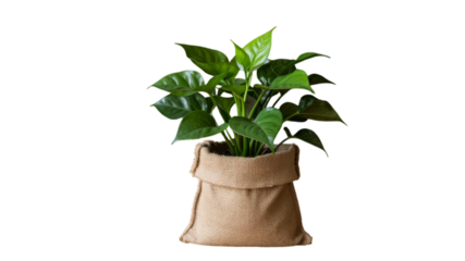 plant in a pot