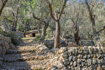 Old olive orchard with terraces of stone walls and a stone house