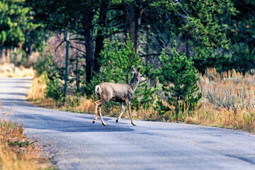 White-tailed deer walking over a forest road