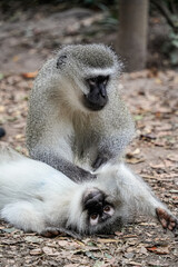 Obraz premium Playful monkey in its natural habitat, highlighting its charm and lively personality.