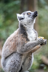 Obraz premium Playful monkey in its natural habitat, highlighting its charm and lively personality.