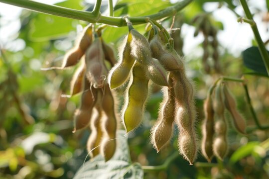 Close up of ripe soybean pods hanging from a branch, ready for harvest