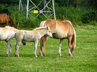 Horse on a grass field