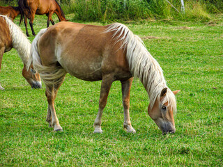 Horse on a grass field