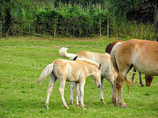 Horse on a grass field