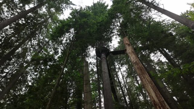 Gimbal wide low angle panning shot of the Treetops Adventure at Capilano Suspension Bridge Park in North Vancouver, British Columbia, Canada. 4K at 30 FPS