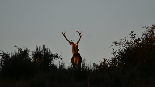silhouette of a deer