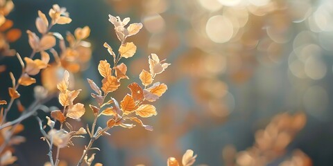 Golden Autumn Leaves Lit by Sunlight Creates a Soft Bokeh Background