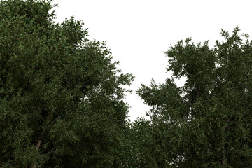 Dense green tree canopy tops, isolated transparent  background. Lush foliage forms an irregular, natural border. Ideal for overlays or digital landscapes