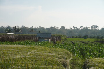 Farmer Working in Indonesian Agricultural Field with Crops