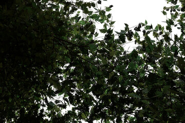 Upward view through a dense, shadowy tree canopy. Dark green leaves and branches dominate, deep shade peeking through. Natural, verdant