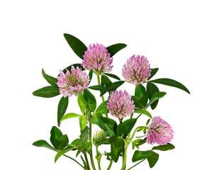 Obraz premium Pink clover flowers and leaves in a floral arrangement isolated on white or transparent background