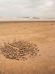 Close-up of crab burrow and sand balls on sandy beach with sea in background