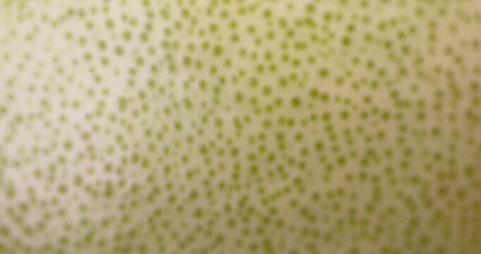 beautiful green citrus peel, details of grapefruit peel with multicolored peel with yellow and green shades