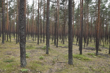 Coniferous forest in summer Poland