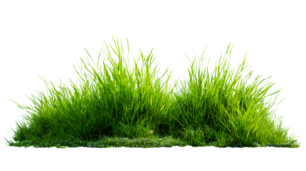 Lush green grass clump providing natural texture for environmental or agricultural themes, perfect for website backgrounds or organic product promotions