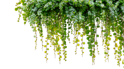 Cascading vine with round green leaves dripping elegantly downwards, ideal for natural decor and garden visuals.