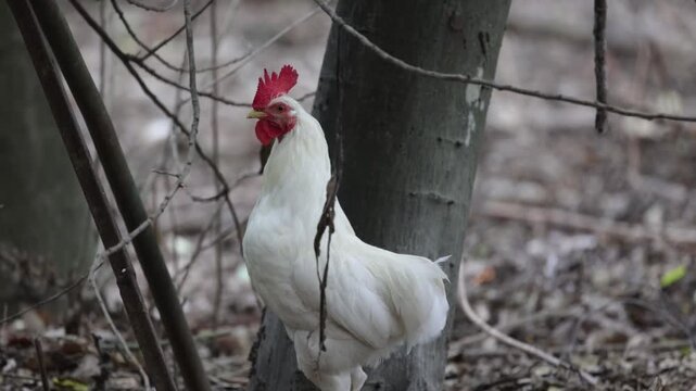 White rooster crowing in the early morning