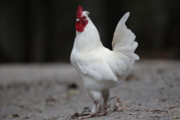White rooster walking on a rural farm ground