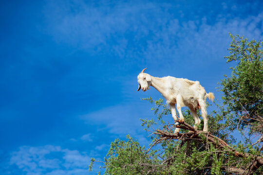 Argan Tree and Goats Photo, Tamri National Park Morocco