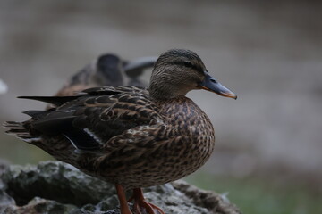 Fototapeta premium Female mallard duck standing on a rock looking right