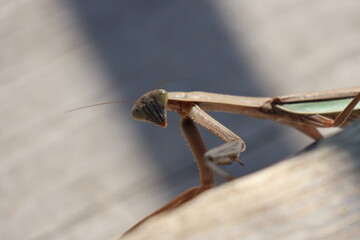 close up of a praying mantis