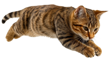 Agile tabby cat leaping forward with intense focus and playful energy, perfect for pet care, animal adoption, or wildlife campaigns