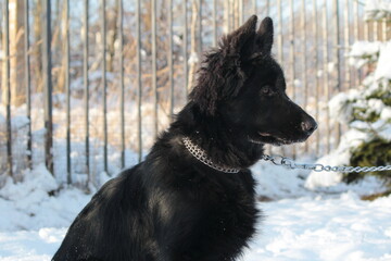 A beautiful black German Shepherd puppy with brown eyes on a snowy background