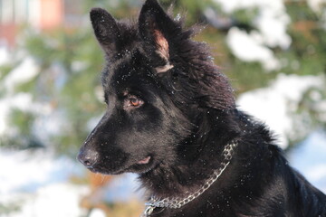 A beautiful black German Shepherd puppy with brown eyes on a snowy background