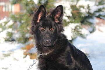 A beautiful black German Shepherd puppy with brown eyes on a snowy background